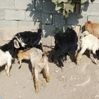 بزغاله بز