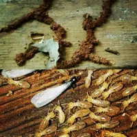 سم پاشی تضمینی،سم پاشی بدون بازگشت