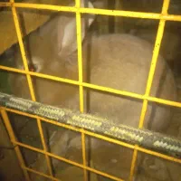خرگوش خانگی