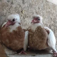 جوجه طوقی