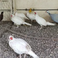 مرغ و خروس هلندی