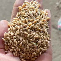 گندم