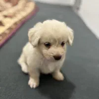 سگ.|سگ|قشم, |دیوار