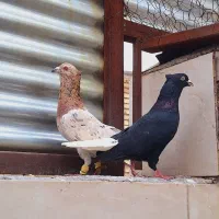 سار کاکلی نر عتیقه