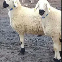 گوسفند و بره زنده به همراه قصاب