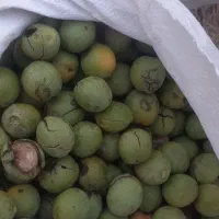 گردو