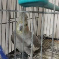 عروس هلندی نر و ماده