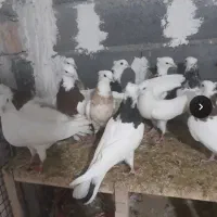 کبوتر طوقی کاکلی و سفید کاکلی
