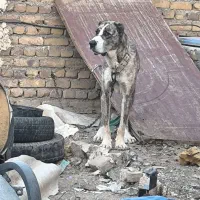 سگ نگهبان