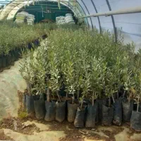 فروش نهال زیتون وانواع نهال گردو