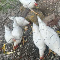 خروس|حیوانات مزرعه|بندر انزلی, پرستار|دیوار