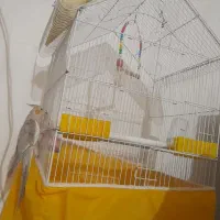 عروس هلندی