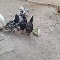 مرغ ویروس گلین