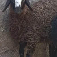 بره نر