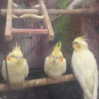 جوجه عروس هلندی ۴۵ روزه