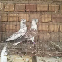 کبوتر درپرنده