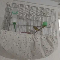قناری سبز چمنی