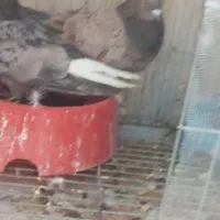 کبوتر