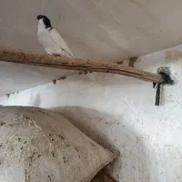 جاده اهواز عبادان روستایه دریسیه