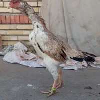 مرغ لاری اوشامو نسل ونژاد معتبر دم تخم