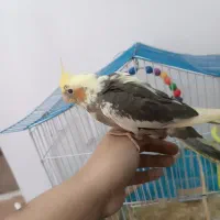 جوجه عروس هلندی