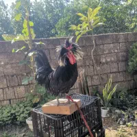 تخم مرغ نطفه دار لهستانی