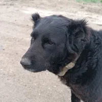 سگ ماده سیاه عالی . با یه طوله نر