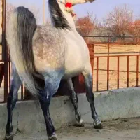 خرید فروش اسب ومادیان