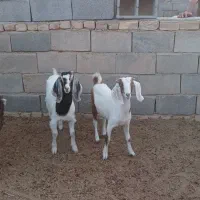 بز و کهره دار