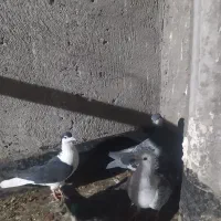 سبز|پرنده|نیشابور, دربقاضی|دیوار