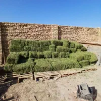 علف اسبس