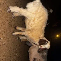 میش بره