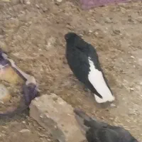پرنده