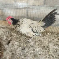خروس|حیوانات مزرعه|اصفهان, کنگاز|دیوار