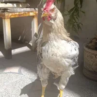 خروس ریشو ۵ ماهه