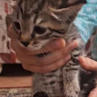 گربه