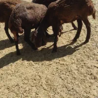 برماده هترو پای قوچ