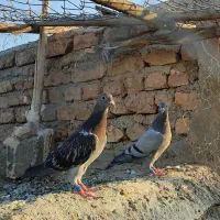 دو عددجوجه مسافتی یه عدد قورگی