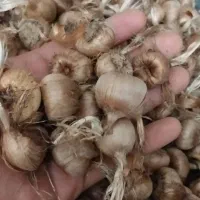 پیاز زعفران