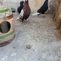 چهارتا کفتر
