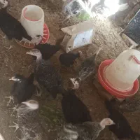 غاز  بقلمون