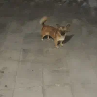 سگ پاکوتا خشکل بازی گوش