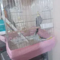عروس هلندی جفت