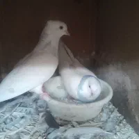 کبوتر طوقی آبی