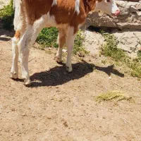 گاو جوان با گوساله ۱۶ کیلو شیر