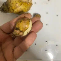 فروش فوق العاده حلزون فقط فقط ۱۰ تومن