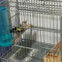 جوجه سهره نرگلچین شده