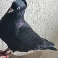 سیاه بوشهری گلال پهن
