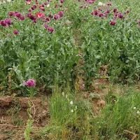 عسل طبیعی از گل خشخاش