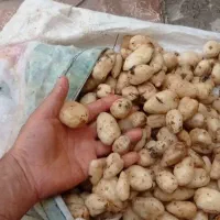 ثعلب|عمده‌فروشی|گرگان, |دیوار